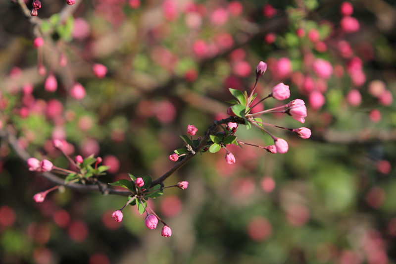 无码少妇高潮喷水A片免费