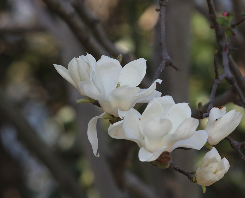 无码少妇高潮喷水A片免费