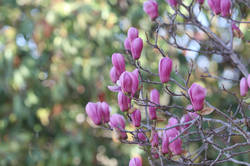 无码少妇高潮喷水A片免费
