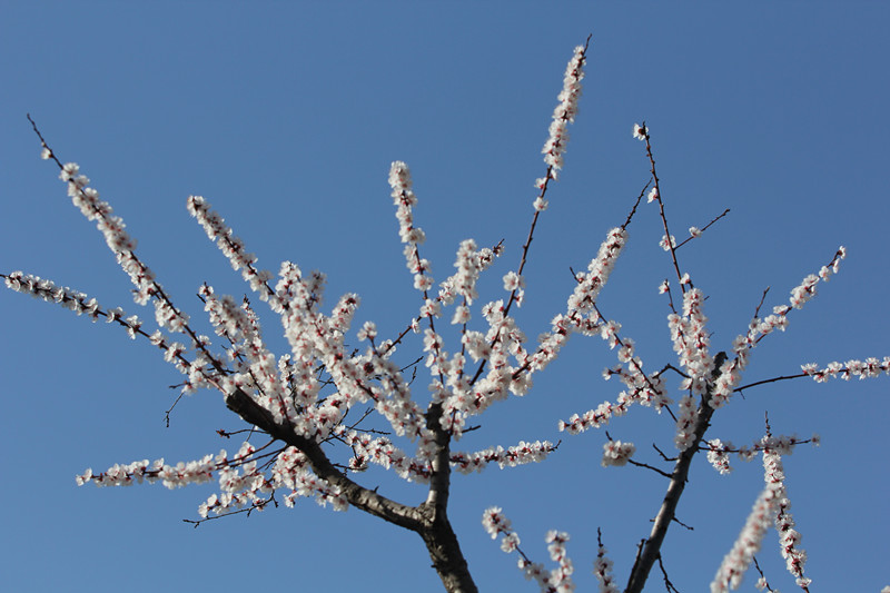 无码少妇高潮喷水A片免费