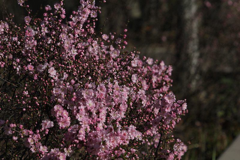 无码少妇高潮喷水A片免费