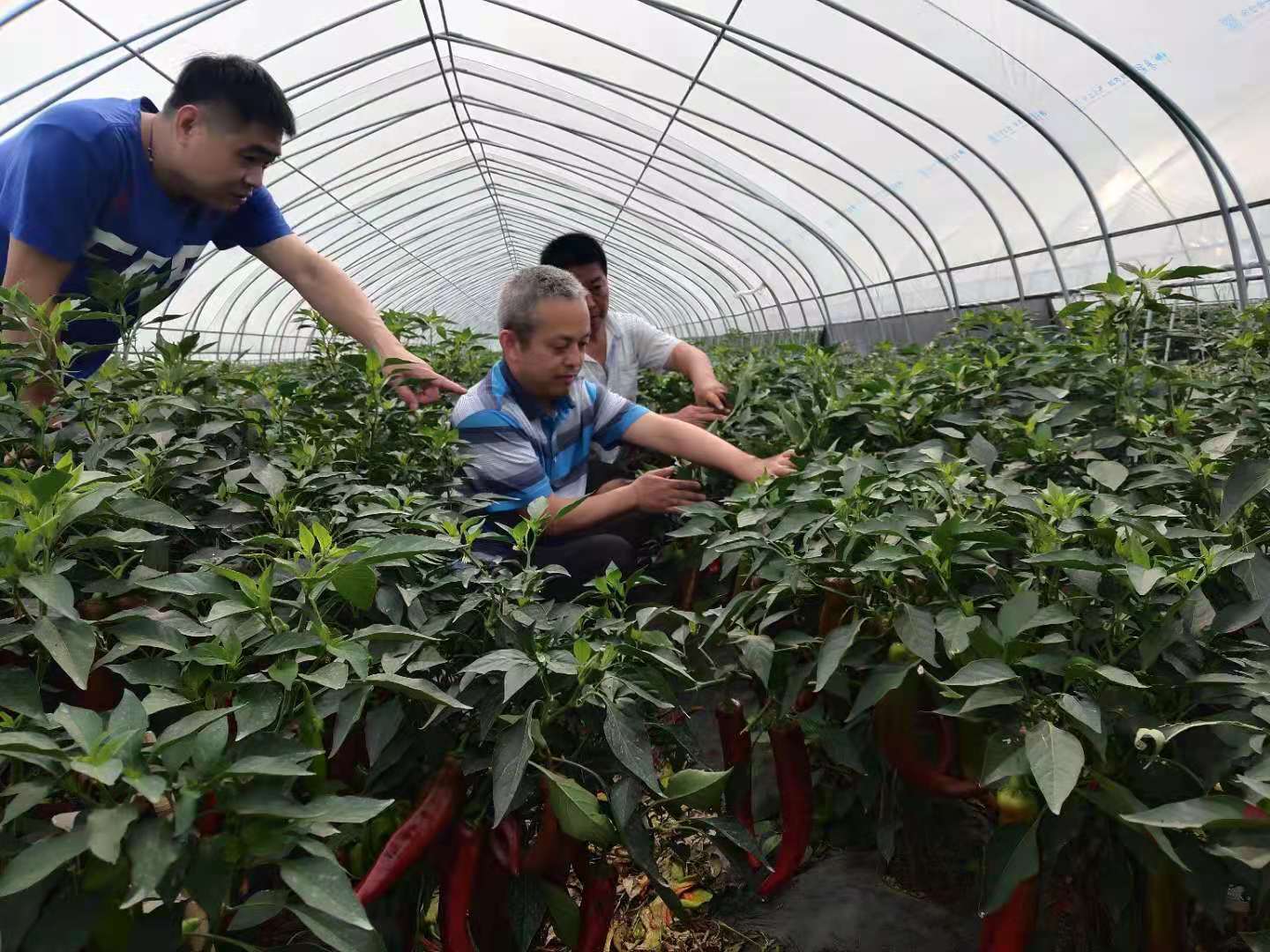 无码少妇高潮喷水A片免费