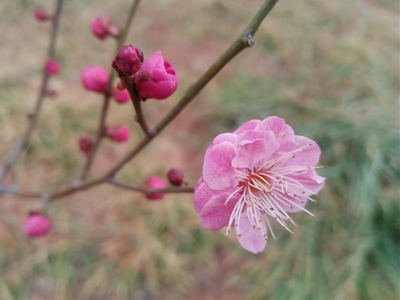 无码少妇高潮喷水A片免费