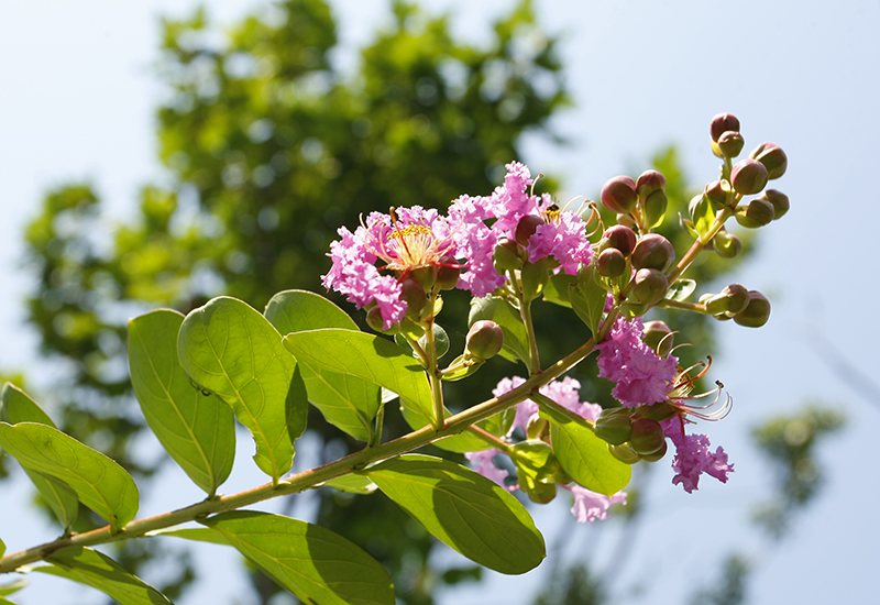 无码少妇高潮喷水A片免费
