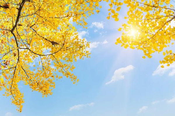 无码少妇高潮喷水A片免费