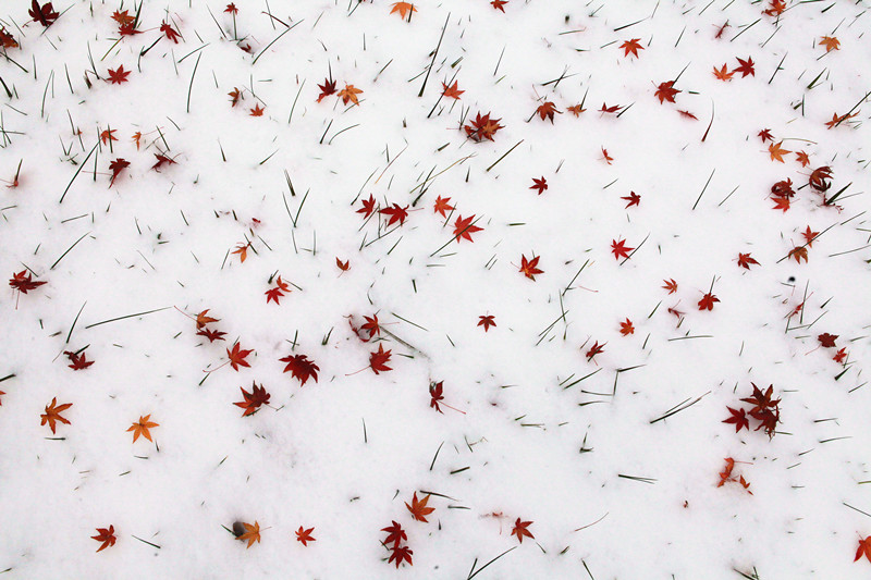无码少妇高潮喷水A片免费